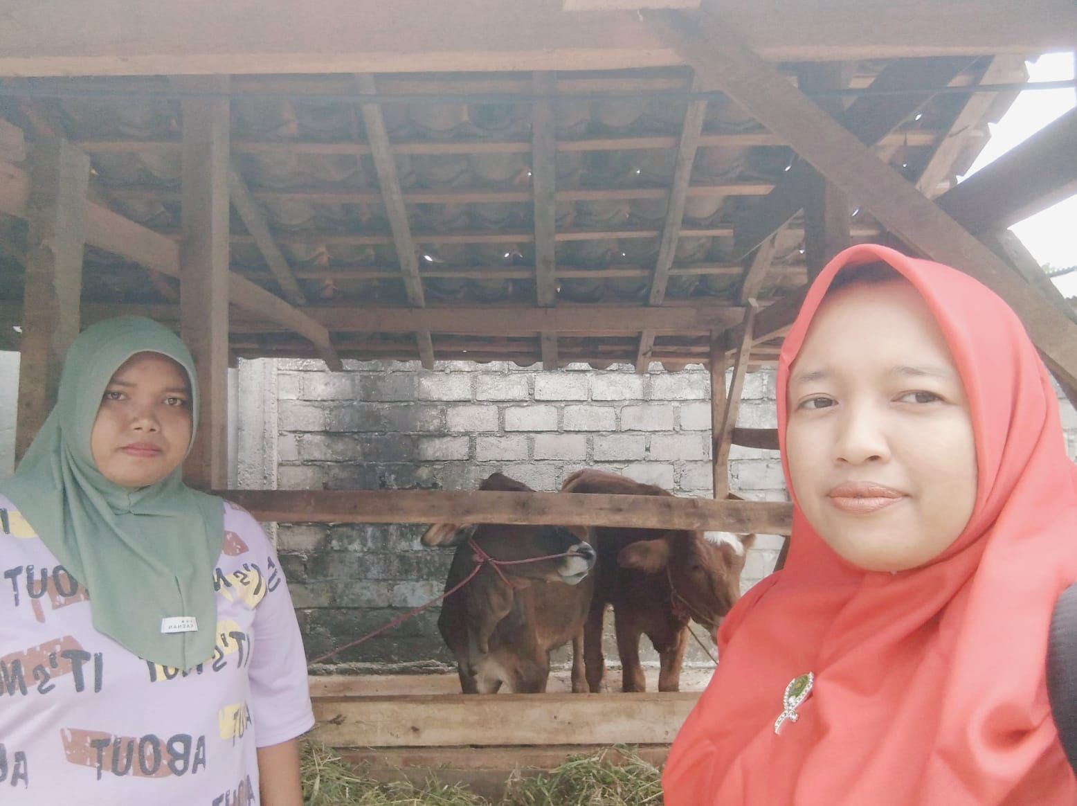 Kisah Sukses Mustahik Binaan UPZ KUA Batanghari  : Dari Satu Kambing Menjadi Dua Sapi