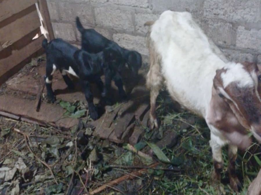 UPZ KUA Batanghari Petik Hasil Program Zakat Produktif, Kambing Mustahik Bertambah