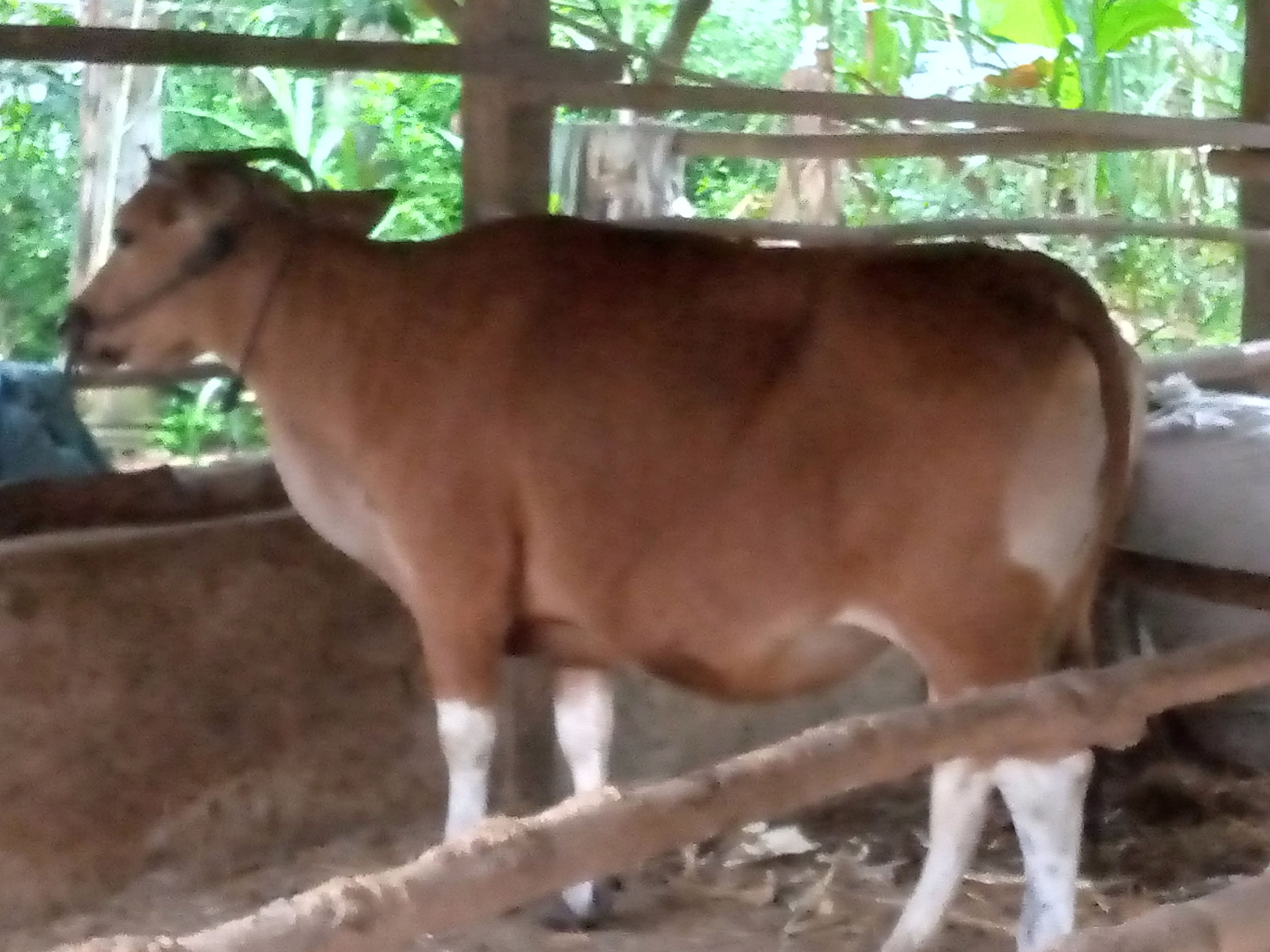 Pokjaluh Lampung Timur Gelar Kurban dan Berbagi: Dari Hati untuk Sesama dan Ilahi